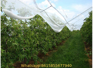 Anti-Hail Net, Woven Nets to Protect Plants