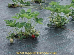 100% virgin PP PE black weed control mat anti-grass ground cover in roll for garden greenhouse