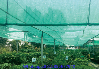 Plastic Anti UV Green Shade Netting 60gsm - 100gsm For Horticulture