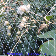 UV stabilized plastic agricultural anti bird netting for orchard/garden/fruit tree