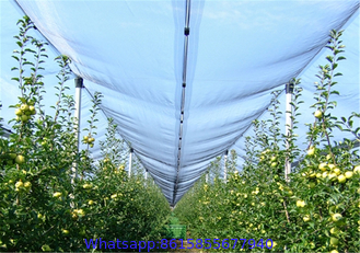 apple tree anti hail net