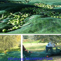 Ripe season olive collection olives harvest nets for farms