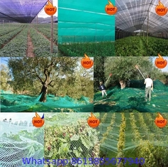 Ripe season olive collection olives harvest nets for farms