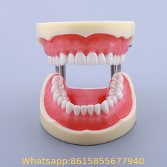 plastic material dental model, tooth model, teeth model