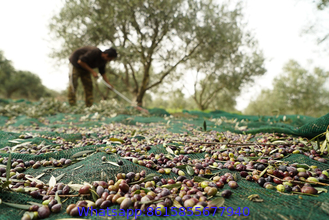 NET FOR OLIVE COLLECTION