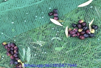 Nut & Olive Harvesting Net to greece, Italy