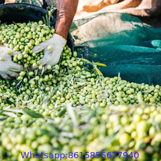 Olive Nets, Olive Harvest Nets for Sale