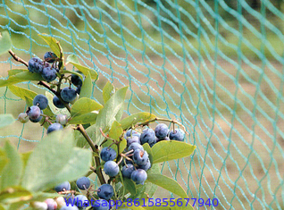 Anti-bird Netting in Agriculture Using