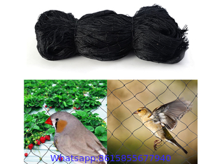 Black Anti-bird Net for Plants