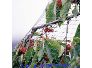 Fruit Tree Netting, Bird Netting For Fruit Trees