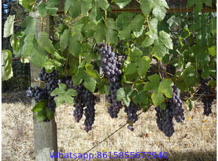 Vineyard Bird Netting, Bird Netting to Protect Grapes