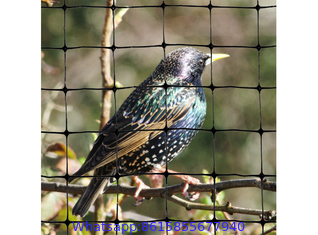 Bird & Aviary Netting for Plants & Gardens