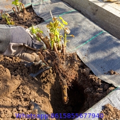 Landscape Fabric Home and Pro Weed Barrier