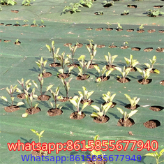 Ground Cover- Weed Mat Manufacturer from China