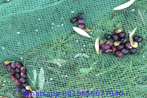 Nut & Olive Harvesting Net to greece, Italy