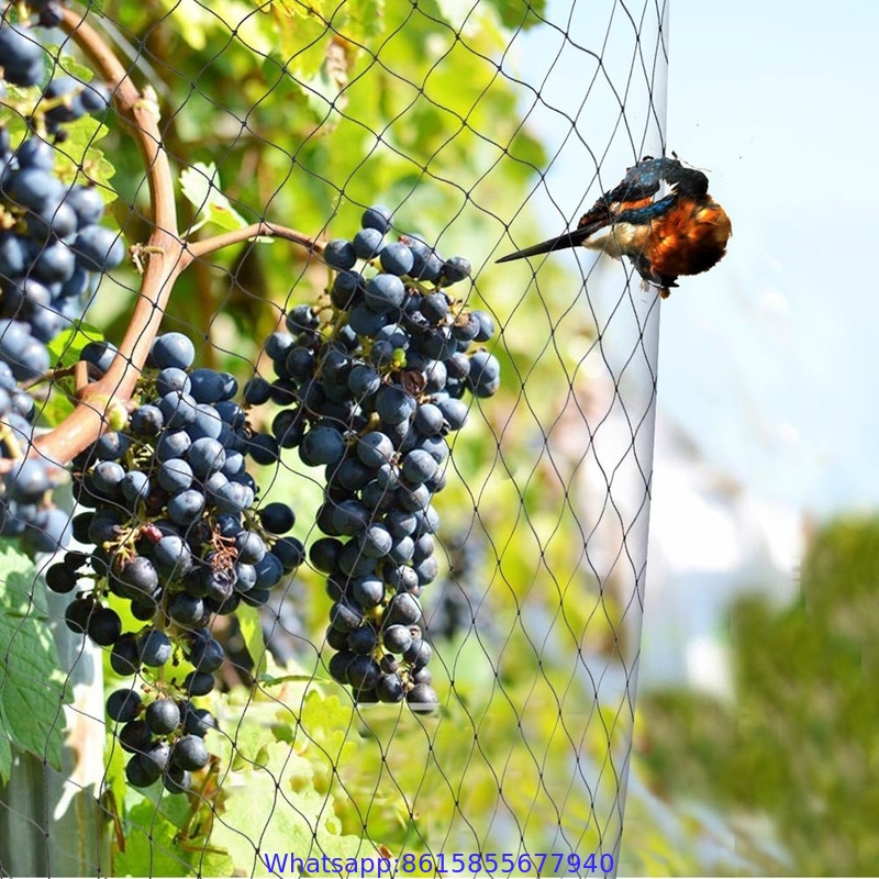 Plastic Anti-Bird Netting for Strawberry